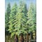 Bald Cypress by Roy Forster
